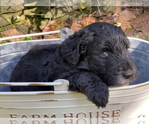 Sheepadoodle Puppy for sale in GRAHAM, NC, USA