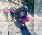 Small #5 Labrador Retriever Mix