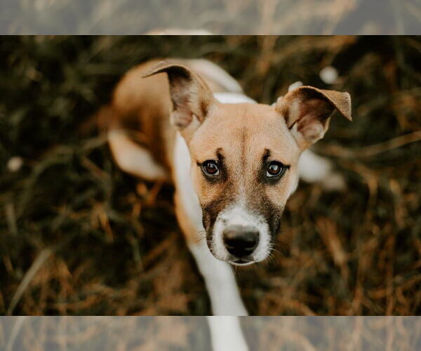 Medium Photo #13 Mutt Puppy For Sale in Germantown, OH, USA