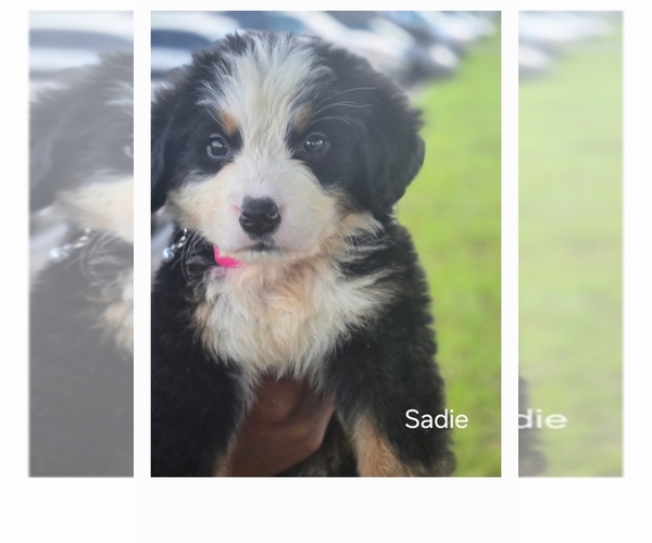 Medium Photo #4 Bernese Mountain Dog-Cockapoo Mix Puppy For Sale in COLUMBIA, SC, USA