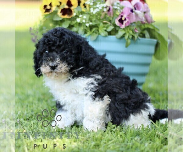 Medium Photo #4 Cavapoo (Miniature) Puppy For Sale in QUARRYVILLE, PA, USA