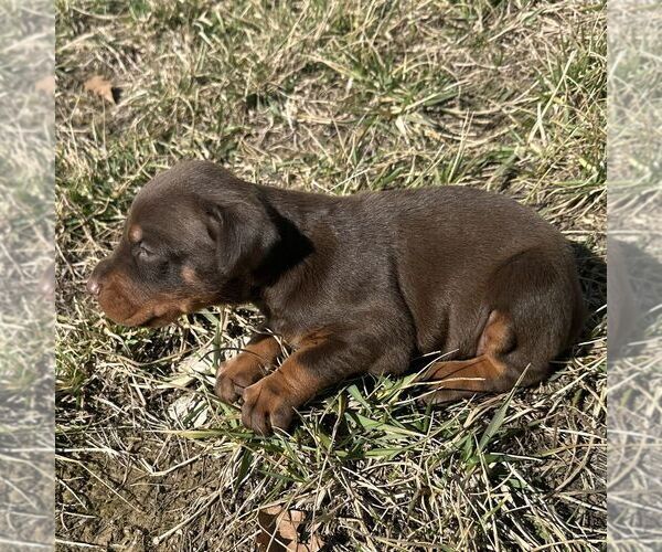 Medium Photo #2 Doberman Pinscher Puppy For Sale in MARYSVILLE, IN, USA