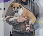 Small #1 Anatolian Pyrenees