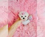Small #17 Maltese