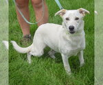 Small #2 Catahoula Leopard Dog-German Shepherd Dog Mix