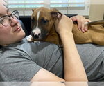 Small #1 Black Mouth Cur-Boxer Mix