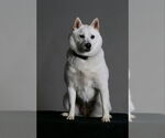 Small #2 Shiba Inu