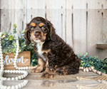 Small #2 Cocker Spaniel