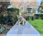 Small #110 French Bulldog