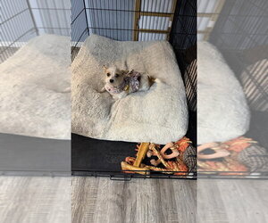 Patootie - Female Chihuahua-Unknown Mix Dog for Adoption - Photo #4