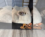 Small Photo #4 Chihuahua-Unknown Mix Puppy For Sale in Mundelein, IL, USA
