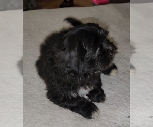Maltipoo-Shih-Poo Mix Puppy for sale in SACRAMENTO, CA, USA