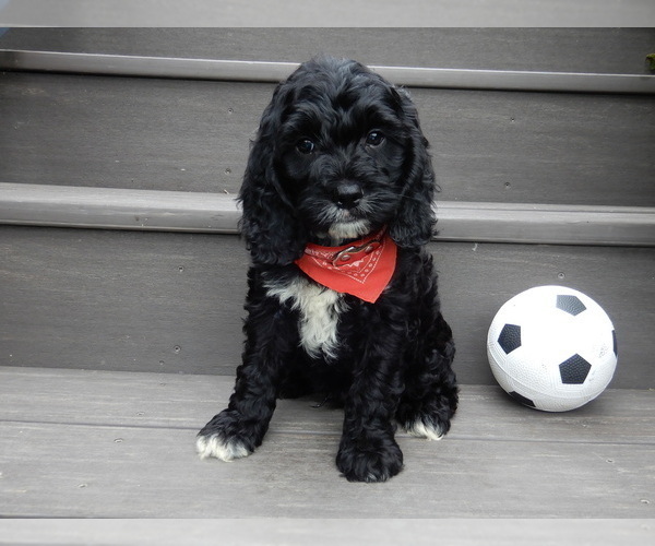 Medium Photo #5 Cockapoo Puppy For Sale in MILLERSBURG, OH, USA