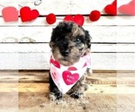 Small Photo #4 Poodle (Toy) Puppy For Sale in SAINT AUGUSTINE, FL, USA