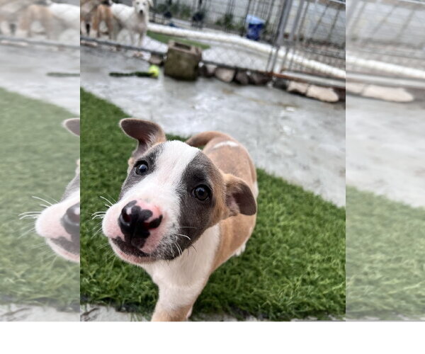 Medium Photo #2 Mutt Puppy For Sale in Tracy City, TN, USA