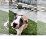 Small #1 Mutt