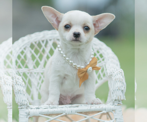 Medium Photo #47 Chihuahua Puppy For Sale in WARSAW, IN, USA