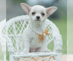 Small Photo #47 Chihuahua Puppy For Sale in WARSAW, IN, USA