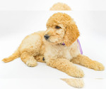 Small #2 Poodle (Standard)