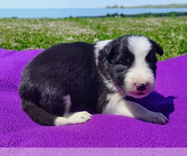 Medium Photo #116 Border Collie Puppy For Sale in NORBORNE, MO, USA