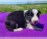 Small Photo #116 Border Collie Puppy For Sale in NORBORNE, MO, USA