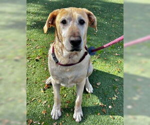 Labrador Retriever Dogs for adoption in Salinas, CA, USA