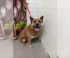 Chow Chow-Unknown Mix Dogs for adoption in San Bernardino, CA, USA