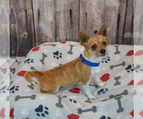 Medium Photo #2 Chihuahua-Unknown Mix Puppy For Sale in Kennesaw, GA, USA
