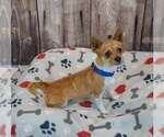 Small #1 Chihuahua Mix
