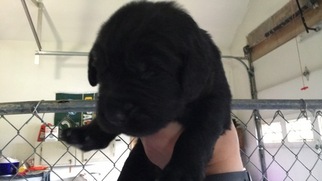 Newfoundland Puppy for sale in MERRILL, WI, USA