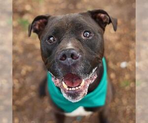 American Staffordshire Terrier Dogs for adoption in San Antonio, TX, USA