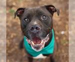 Small American Staffordshire Terrier