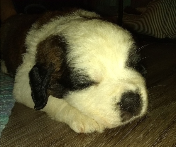Medium Photo #11 Saint Bernard Puppy For Sale in SPENCERVILLE, IN, USA