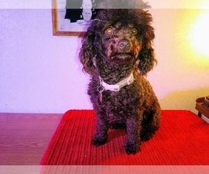 Poodle (Miniature) Puppy for sale in TILDEN, IL, USA