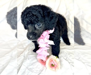 Poodle (Toy) Puppy for sale in GAY, GA, USA