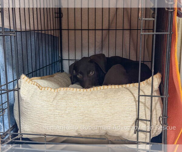 Medium Photo #7 Doberman Pinscher Puppy For Sale in Devine, TX, USA