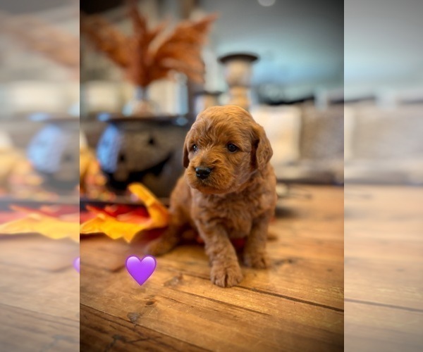 Medium Photo #4 Goldendoodle (Miniature) Puppy For Sale in SAINT JAMES, MO, USA