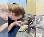Small #5 American Pit Bull Terrier Mix
