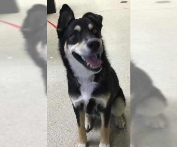 Medium Photo #1 German Shepherd Dog Puppy For Sale in Riverside, CA, USA