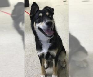 German Shepherd Dog Dogs for adoption in Riverside, CA, USA