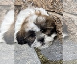 Small #4 Shih Tzu