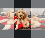 Small Photo #3 Goldendoodle Puppy For Sale in ATLANTA, GA, USA