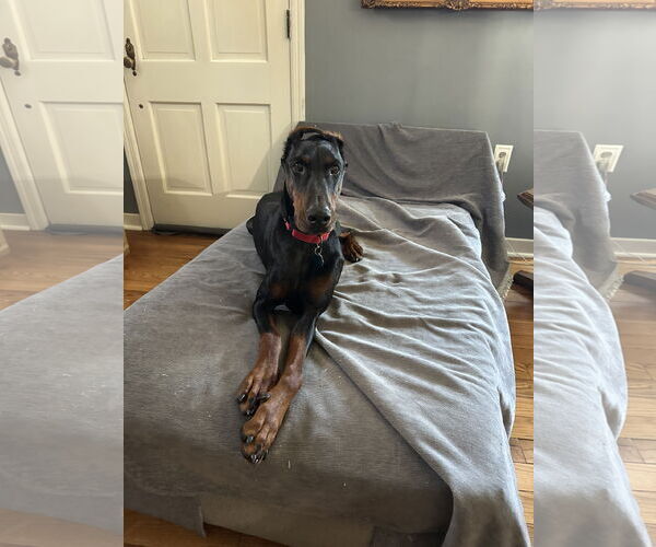 Medium Photo #6 Doberman Pinscher Puppy For Sale in Buffalo, MN, USA