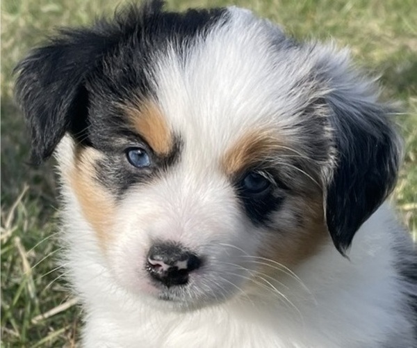 Medium Photo #2 Miniature Australian Shepherd Puppy For Sale in VERNONIA, OR, USA