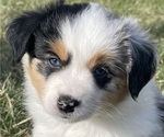 Small Photo #2 Miniature Australian Shepherd Puppy For Sale in VERNONIA, OR, USA
