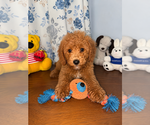 Small #38 Goldendoodle mix (+ Poodle Miniature)
