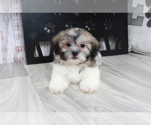 Zuchon Puppy for sale in MARIETTA, GA, USA