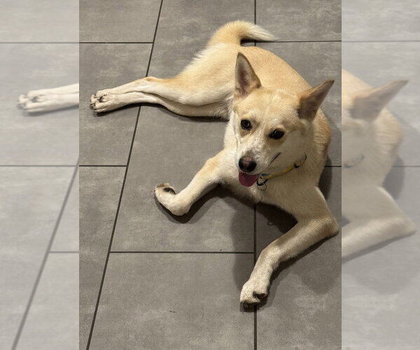 Medium Photo #3 Mutt Puppy For Sale in Salt Lake City, UT, USA