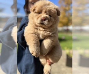 Chow Chow Puppy for sale in PAINESVILLE, OH, USA