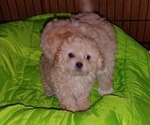 Small Photo #9 Maltipoo Puppy For Sale in VALLEJO, CA, USA